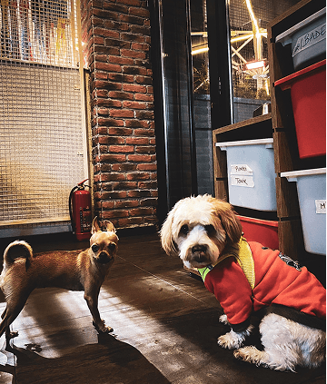 Dog grooming and wellness section