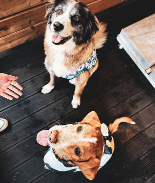 Pet Kreş service illustration